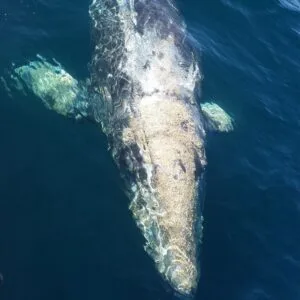 Ensenada Whale Watching Private Tour