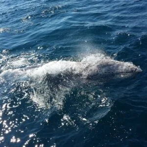 Ensenada Whale Watching Shared Tour