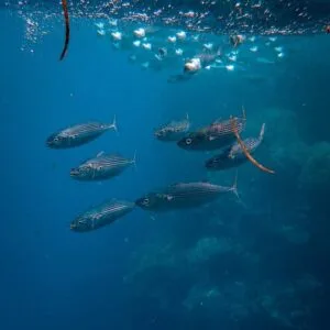 reef fishing in ensenada